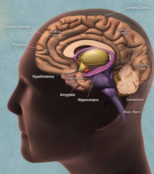 Surprising Human Brain Facts : Brain’s Secrets