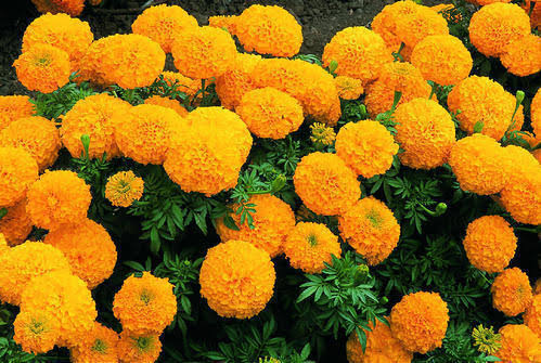 Marigold for skin care