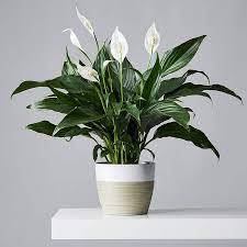 Peace lilly 