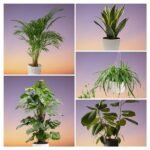 Houseplants are the natural ways to purify air at home