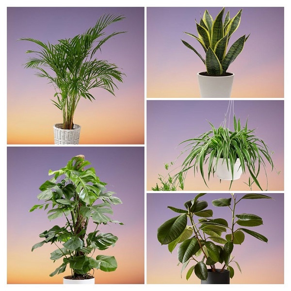 Houseplants are the natural ways to purify air at home 