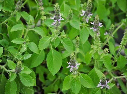 Holy Basil best plants that produce oxygen at night 

