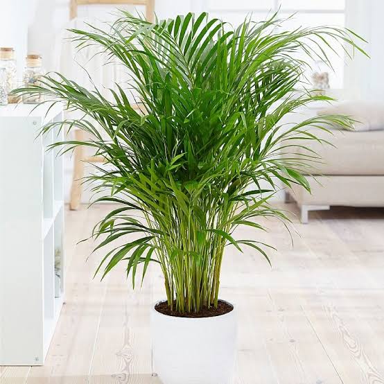 Areca palm plant for is one of the best plants that produce oxygen at night 