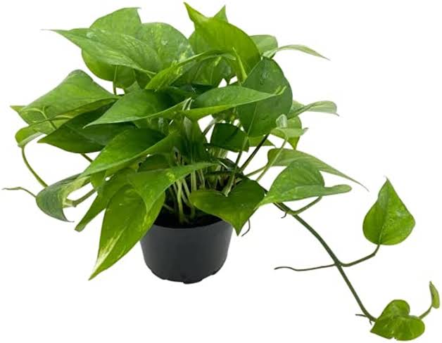 Money plant 