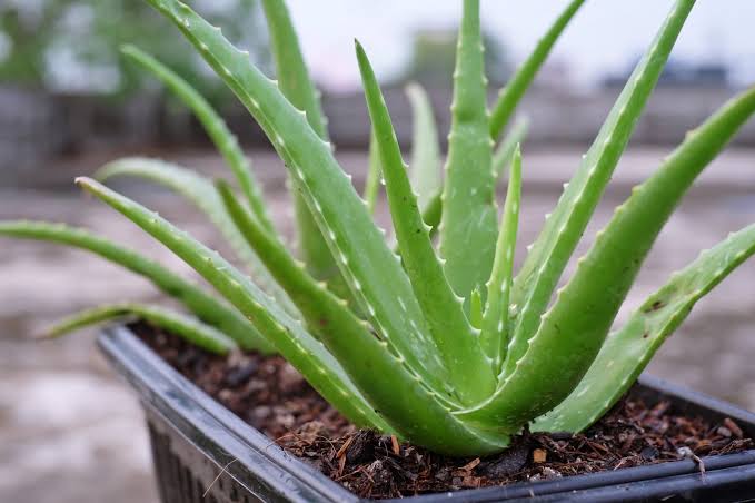 Best plants that produce oxygen In night are aloe vera 