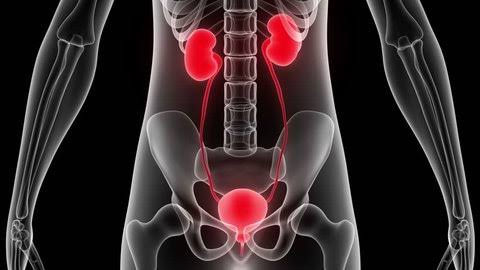 Human Kidneys And Their Function