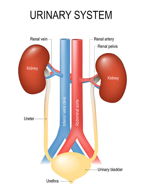 Human kidneys and their function 