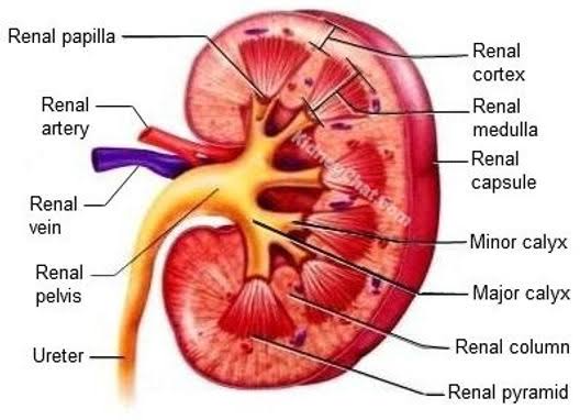 Human kidneys and their function 